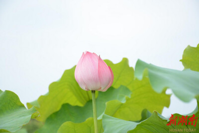 图辑丨安仁渡口：夏风吹红千年丹霞 亭亭芙蕖静待君来