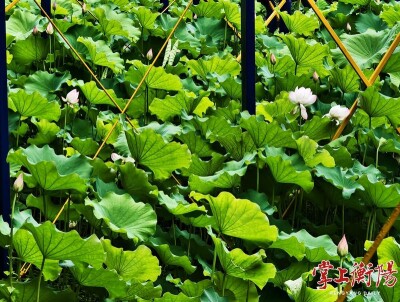 花开正好！岳屏公园荷花进入观赏期，一直美到9月中旬