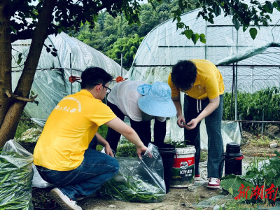 深入桑植绘“丰”景！湖南工商大学实践团，这波助农“正青春”