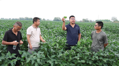 省农科院专家指导华容黄豆种植病害防治
