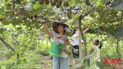 江永：农旅采摘乐享丰收
