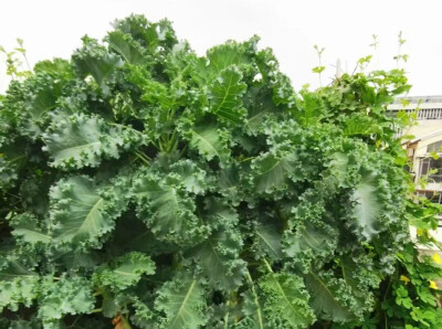 这种草，一般牛马都不吃！但真的很有营养，建议你试试