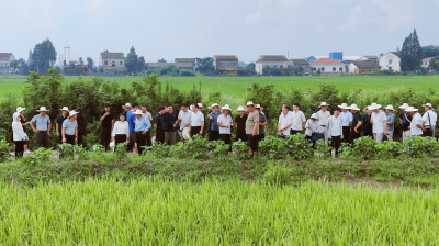 院士下田看草：这项控草技术，不止虾稻田管用