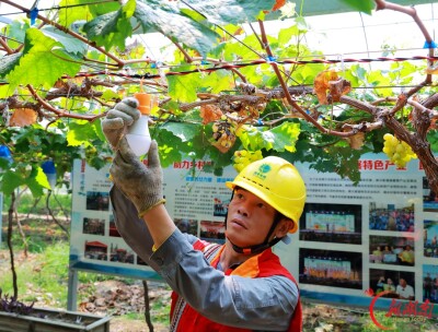 岳阳县：电护葡萄香 助农庆丰收