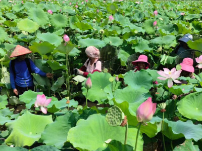 零陵：“莲虾共生”铺就生态致富路