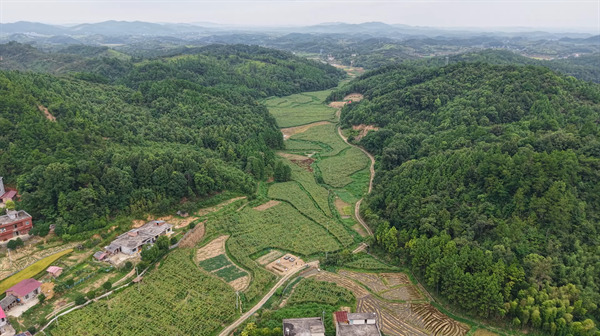 冷水滩：一根丝瓜闯“出海” 特色种植铺就乡村振兴致富路