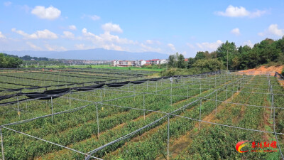 茶陵新增3家省级林业产业龙头企业