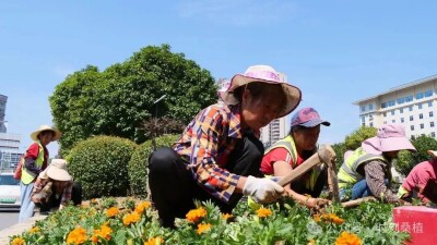 装点靓丽街景，喜迎国庆佳节——桑植县开展城区花卉景观升级工作