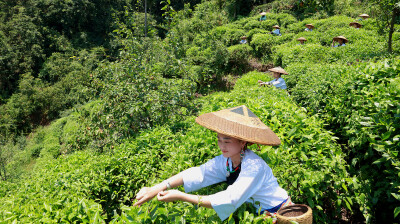 调研与思考丨因地制宜兴产业 链式发展富山乡——保靖县深耕特色产业促进富民增收的调研与思考