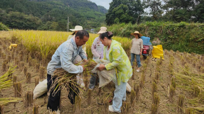 藏粮于技结硕果 优质香稻助振兴