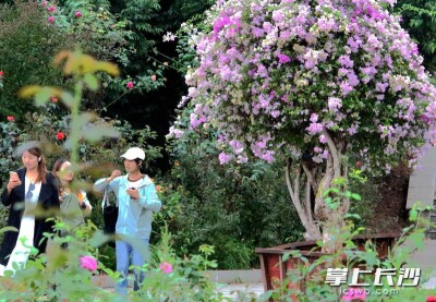 满园尽是桂花香，省植物园45亩桂花园次第开放