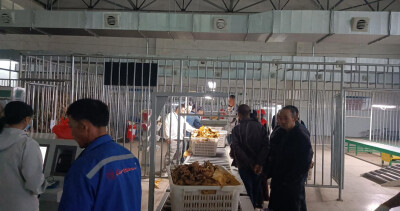 石门县南北镇：开秤收烟迎丰收 提质增效促发展