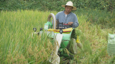 田间奔走抢农时 凤凰县小黄土村农机服务队跑出秋收“加速度”