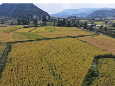 深耕沃野绘新景，厚植良田促丰收