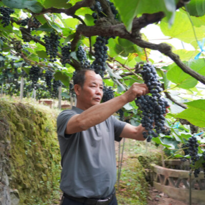 深山刺葡萄的逆袭——芷江大树坳葡萄产业发展纪实