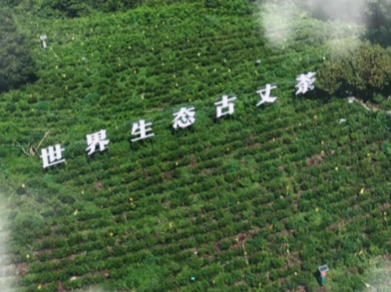 跟着从文游湘西·第七期丨别有一种芬馥