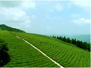 石门：青山育好茶