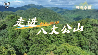 云游桑植｜走进八大公山，近距离感受原始森林的生命力