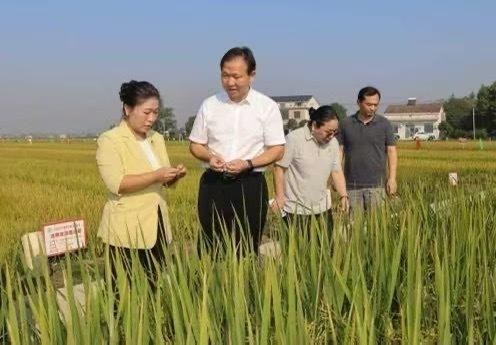 绿色高产水稻品种技术研讨会在屈原管理区举办