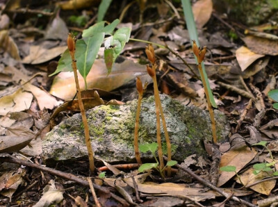 炎陵首次发现近危植物南岭叠鞘兰