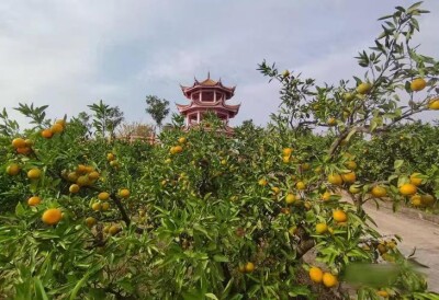 这个秋天，去石门赴一场“橘香之约”