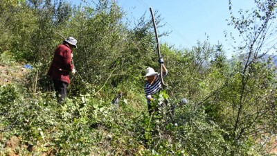桂东县政协委员风采丨李永凤：深耕山野兴药产 履职赋能促振兴