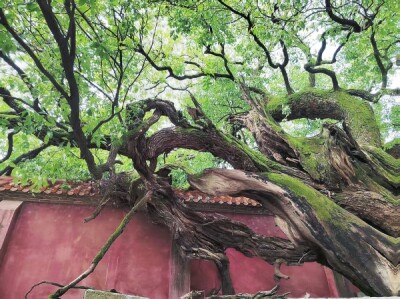 拜望㮾梨的宋代古樟