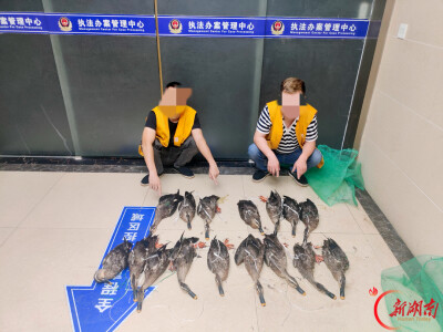 捕猎反被“捕” 大通湖公安侦破一起利用无人机非法狩猎案件 