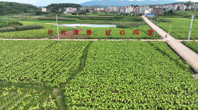 嘉禾：监督护航民生实事 烤烟房“焕新”鼓起烟农钱袋子