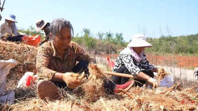 临武县香花镇：玉竹丰收采收忙 山间药草变“黄金草”