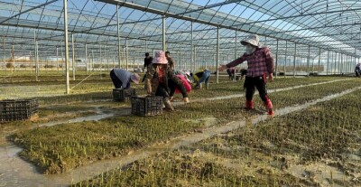 11月底抢鲜上市！岳阳县新墙藜蒿铺就富民路