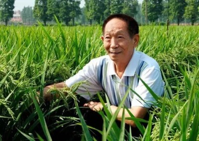 世界粮食日｜稻源守望，感念袁公！跨越六千年的澧县稻香情缘