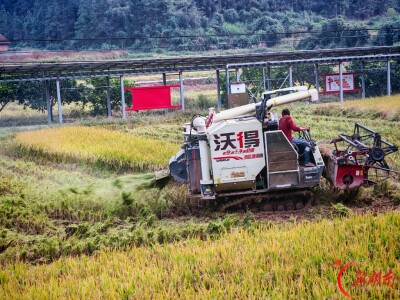 安仁县金紫仙镇：多措并举推进秸秆禁烧和综合利用