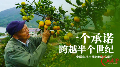 宝塔山柑橘为何这么甜①｜一个承诺，跨越半个世纪
