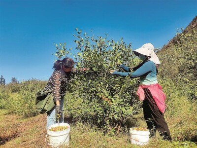 视觉丨郴州：农户抢抓农时采收油茶