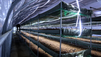 津市白衣镇：黑皮鸡枞菌丰收上市 特色产业助农增收