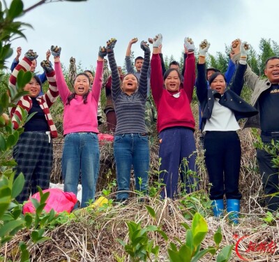 油茶硕果满青山，芷江新店坪镇特色产业赋能乡村振兴