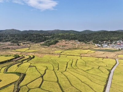 桂阳：稻浪翻涌   “丰”景如画