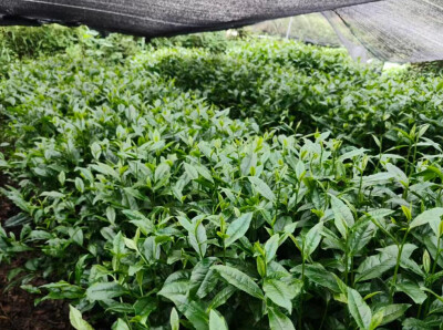保靖黄金茶碾茶企业标准发布，赋能抹茶产业高质量发展