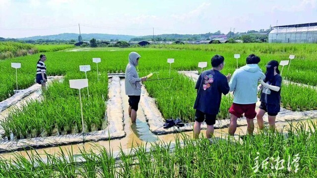 湘潭市农科所与中南大学携手“稻田治砷”