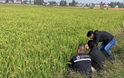 立足农业保险创新，高质量服务乡村振兴——中国太保产险湖南分公司服务“三农”，助力乡村振兴