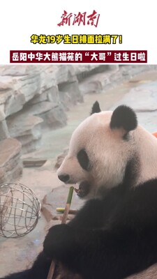 岳阳中华大熊猫苑的“大哥”过生日啦！