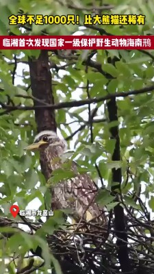 全球不足千只！临湘首次发现国家一级保护野生动物海南鳽