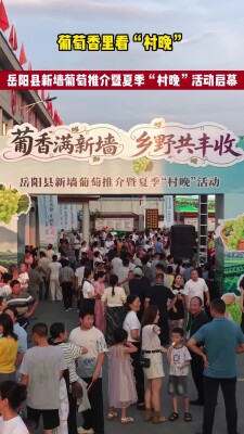 藤蔓上的丰收——岳阳县新墙镇清水村葡萄产业侧记
