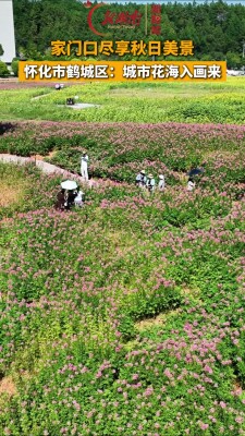 鹤城区： 城市花海入画来