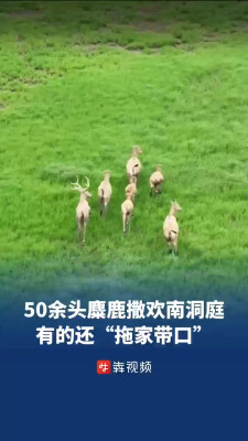 50余头麋鹿撒欢南洞庭湖，有的还“拖家带口”，神奇生物在哪里