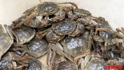 “蟹”肥“椒”香为啥底气足？湖南有自己的气象秘诀
