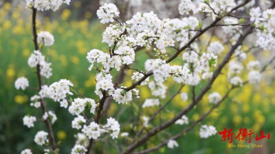 李花绽放如雪 衡山县萱洲镇绘就春日盛景