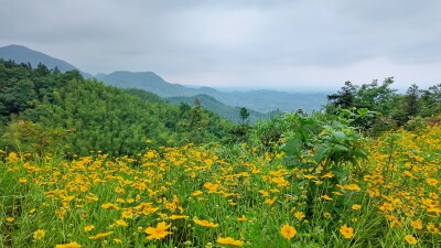 山花缀路染青山！衡山紫盖峰景区公路藏山野浪漫