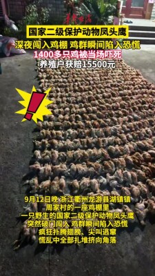 国家二级保护动物凤头鹰闯入鸡棚 1400多只鸡被吓死